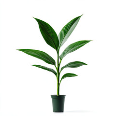 Indoor plant care guide understanding the beautiful green leaves of nature