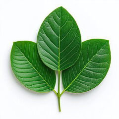 Obraz premium Vibrant green leaves nature botanical photography indoor close-up freshness and growth