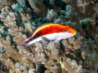 Freckled hawkfish (Paracirrhites forsteri)