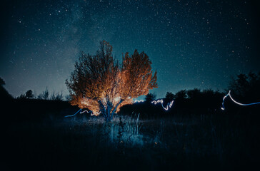 Illuminated tree under starry night sky