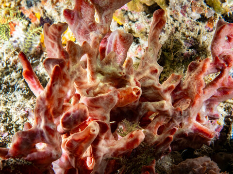 Demosponge (Monanchora clathrata) 