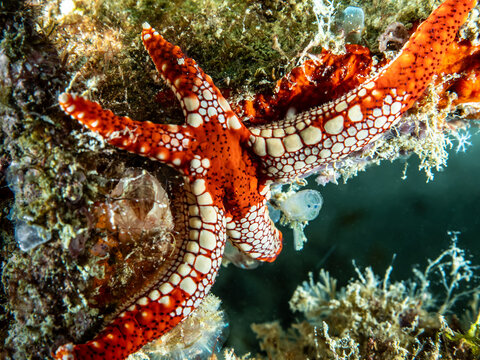 Pearl Starfish (Fromia monilis)