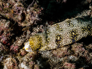 Snowflake Eel (Echidna nebulosa)