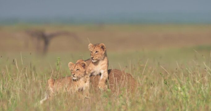 Extreme wide shot of two lion cubs (Panthera leo) resting on a termite mound in the savanna during the morning in kenya