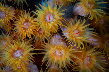 Cup corals, Tubastrea coccinea, grow on a reef wall in Lembeh Strait, Indonesia. These colorful coral polyps capture plankton with their long tentacles.