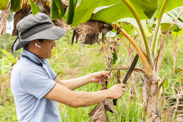 Latin male farm worker cleaning plantain plants by cutting damaged leaves while listening to music with wireless headphones and wearing a hat, farmer taking care of a plantain crop