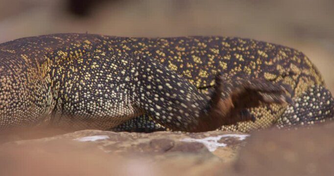 Close up shot of a nile monitor lizards body (Varanus niloticus) moving along the river bed during morning in   kenya