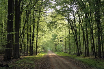 Fototapeta premium Waldweg