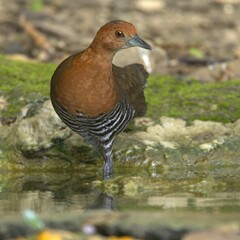 Fototapeta premium Close-up of a Brown Crake bird standing by a water body in a natural habitat