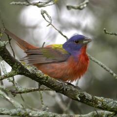 Obraz premium Vibrant painted bunting bird perched on a moss-covered branch in its natural habitat