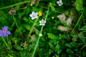 White flowers on the grass. 