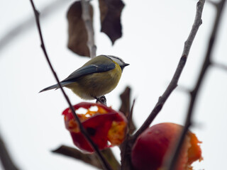 Blaumeise auf einem Ast
