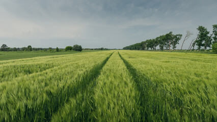 Green wheat field with straight tractor tracks at dusk. Cloudy cold grey sky in the background - moments before the storm.