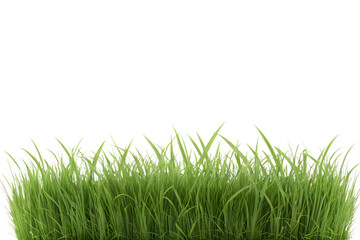 Fototapeta premium Lush Green Grass with Transparent Background for Easy Layering