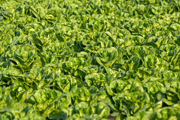Fresh green Cabbage growing close together in the farm field at Dammam, Saudi Arabia.