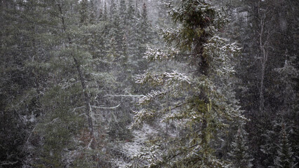 Fototapeta premium Winter Forest