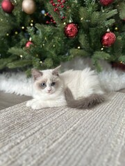 cat on the christmas tree