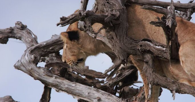 Close up of a juvenile lion's body (Panthera leo) clambering on a decayed tree during the afternoon in kenya 
