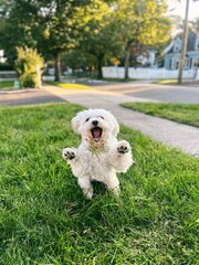 Havanese dog playing in yard with family. 