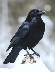 Fototapeta premium Black crow perched on a snowy branch against a blurred winter background