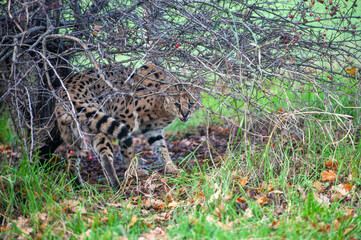 Obraz premium Alert Serval in bush at zoo