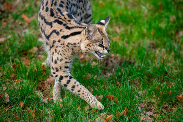 Obraz premium Snarling Serval in zoo
