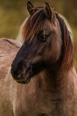 Portrait for konik polski in a farm © aymankashef