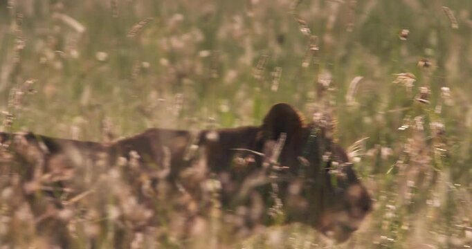 Close up tracking shot of a lioness' body (Panthera leo) alert to pursue prey during sunrise in the kenyan grassland