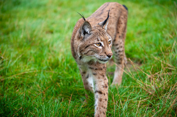 Eurasian Lynx in zoo