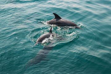 Obraz premium dolphin in the water