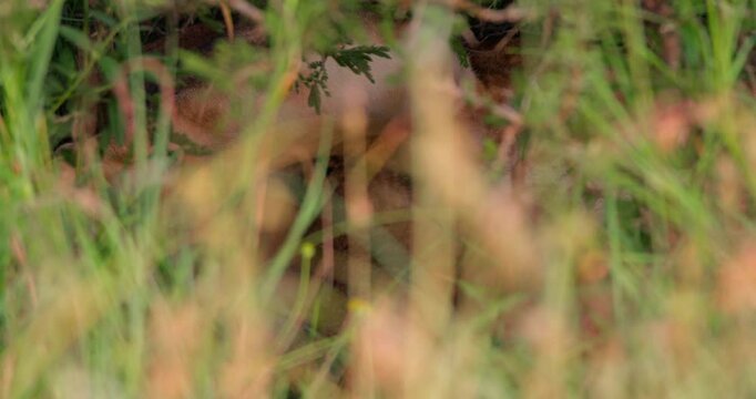 Wide shot of an infant lion (Panthera leo) nestled on the mum nursing in a thicket during morning in kenyan plain