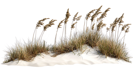 Wave-like design of sea oats and beach grass along a coastal restoration project, aiming to prevent erosion, isolated on white background