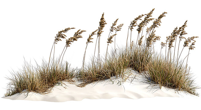 Wave-like design of sea oats and beach grass along a coastal restoration project, aiming to prevent erosion, isolated on white background