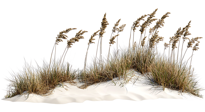 Wave-like design of sea oats and beach grass along a coastal restoration project, aiming to prevent erosion, isolated on white background