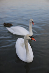 Obraz premium White swan on the water