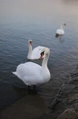 Fototapeta premium White swan on the water