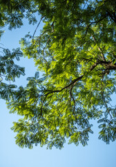 Obraz premium Looking up Through Tree Branches and Green Leaves to Bright Blue Sky