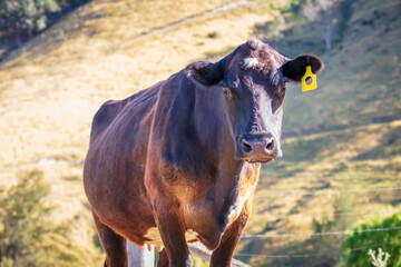 Photograph of a large brown cow in an agricultural field in the sunshine on a hot day in the Blue Mountains in New South Wales, Australia.