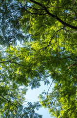 Obraz premium Looking up Through Tree Branches and Lush Green Leaves to Bright Blue Sky