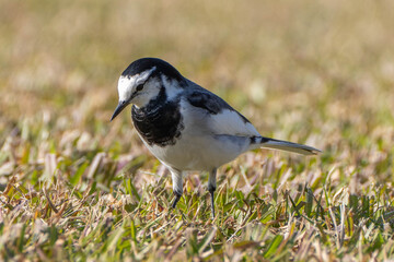 Obraz premium ハクセキレイ