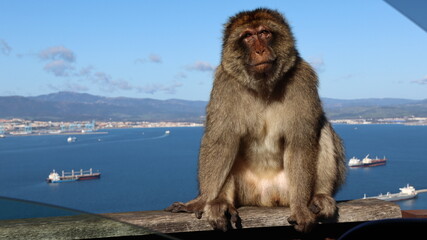 Gibraltar monkeys © Grzegorz