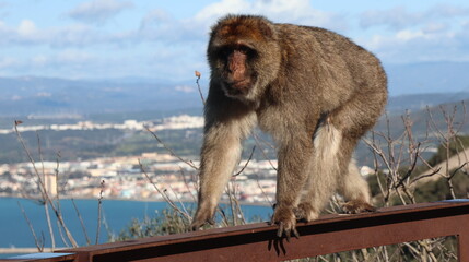 Gibraltar monkeys