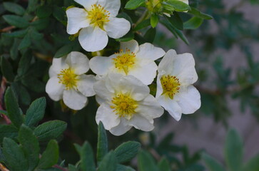 Fototapeta premium White anemone flowers in garden. Japan Autumn Anemone 'Honorine Jobert' white flowering plant, close up macro. Windflower, Japanese anemone, or white thimble flower with yellow middle