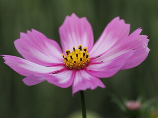 Biało - różowy kwiat kosmos (Cosmos) © Nature Observatory