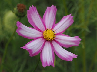 Biało - różowy kwiat kosmos (Cosmos) © Nature Observatory