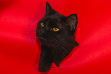 cat on red background © Gabriel