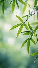 Fototapeta premium An elegant close-up view of bamboo leaves, beautifully contrasted against a softly focused green backdrop, capturing the essence of natural beauty and tranquility in nature.