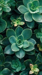 Lush green succulent plants arranged harmoniously in a natural setting.