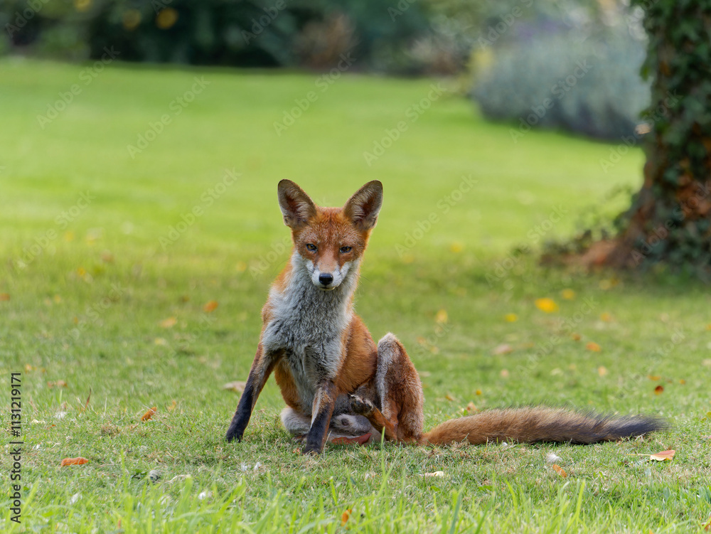 Wall mural wild fox resting on lawn looking at viewer