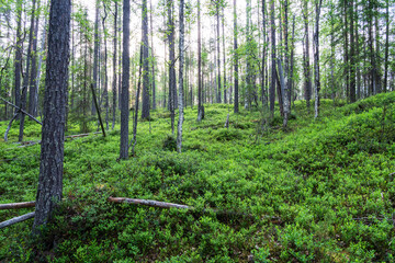 Obraz premium Beautiful old-growth Pine grove with green and lush forest floor in Oulanka National Park, Northern Finland